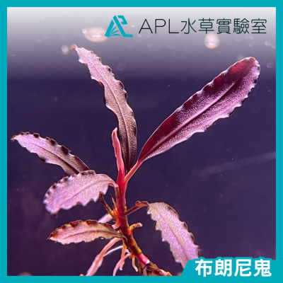 APL水草實驗室 - 布朗尼鬼 辣椒榕 神秘草 水中葉