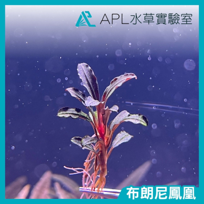 APL水草實驗室 - 布朗尼鳳凰 布朗尼辣椒榕 小型辣椒榕 神秘草 水中葉
