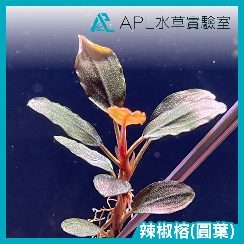 APL水草實驗室 - 發色辣椒榕神秘草 練功辣椒榕-細節圖2