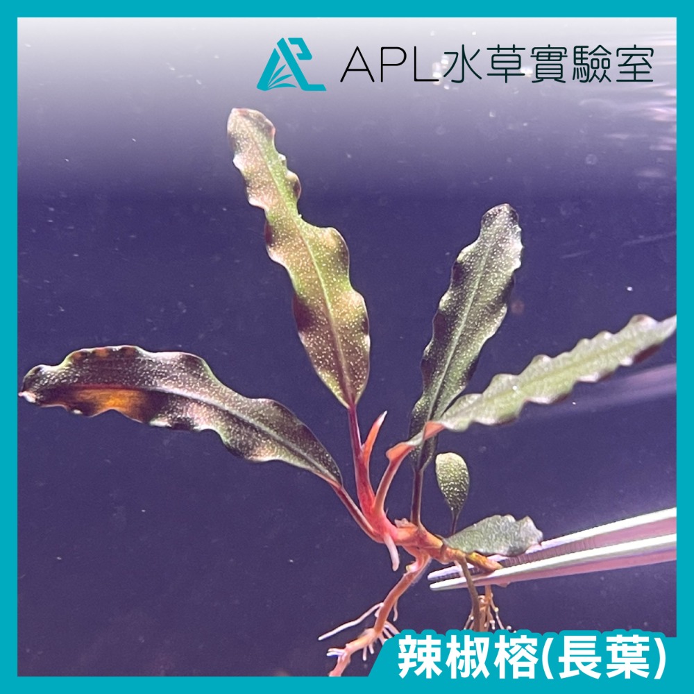 APL水草實驗室 - 發色辣椒榕神秘草 練功辣椒榕-細節圖3