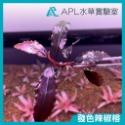 APL水草實驗室 - 發色辣椒榕神秘草 練功辣椒榕-規格圖3