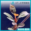 APL水草實驗室 - 發色辣椒榕神秘草 練功辣椒榕-規格圖3