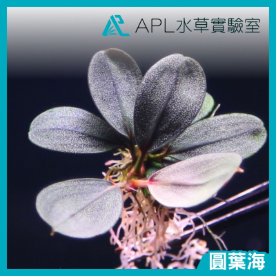 APL水草實驗室 - 圓葉海 稀有 辣椒榕 神秘草 水中葉