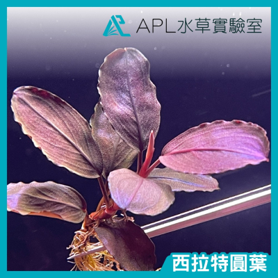 APL水草實驗室 - 西拉特圓葉 辣椒榕 神秘草 水中葉