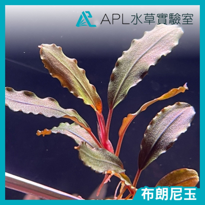 APL水草實驗室 - 布朗尼玉 辣椒榕 神秘草 水中葉