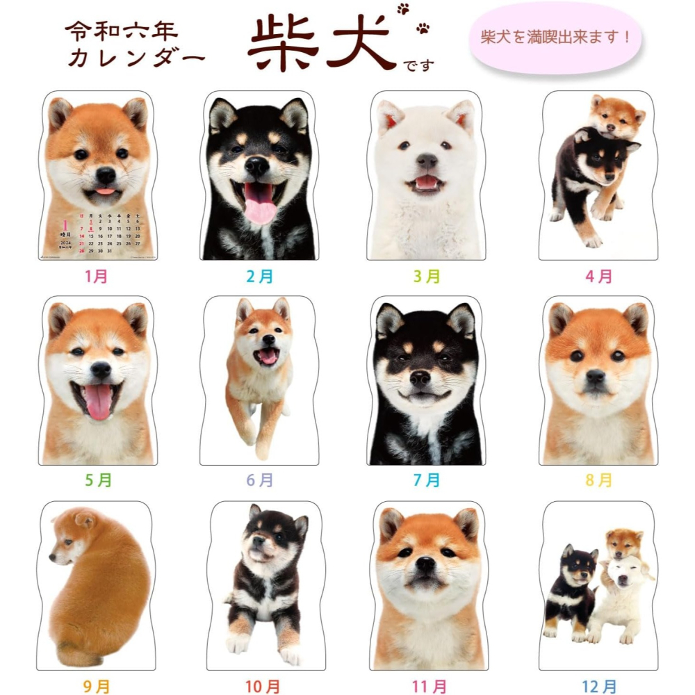 《現貨》萌萌柴犬大集合 2024 壁掛型 日曆 月曆～日本製～心心小舖-細節圖5