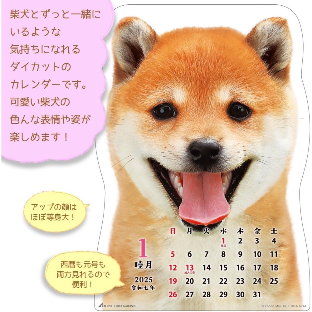 《現貨》萌萌柴犬大集合 2025 壁掛型 日曆 月曆～日本製～心心小舖-細節圖2
