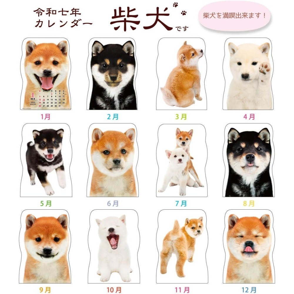 《現貨》萌萌柴犬大集合 2025 壁掛型 日曆 月曆～日本製～心心小舖-細節圖5