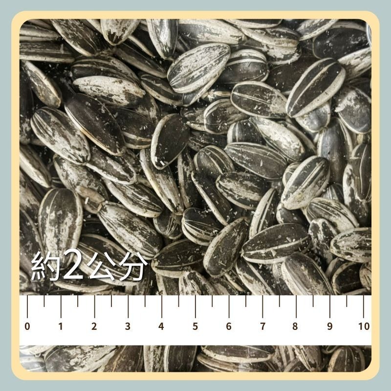 〃DEER NIU〃大粒葵瓜子 倉鼠零食 點心 黃金鼠  三線鼠 鸚鵡-細節圖2