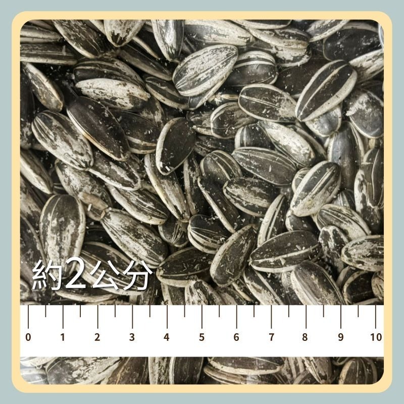 大粒葵瓜子