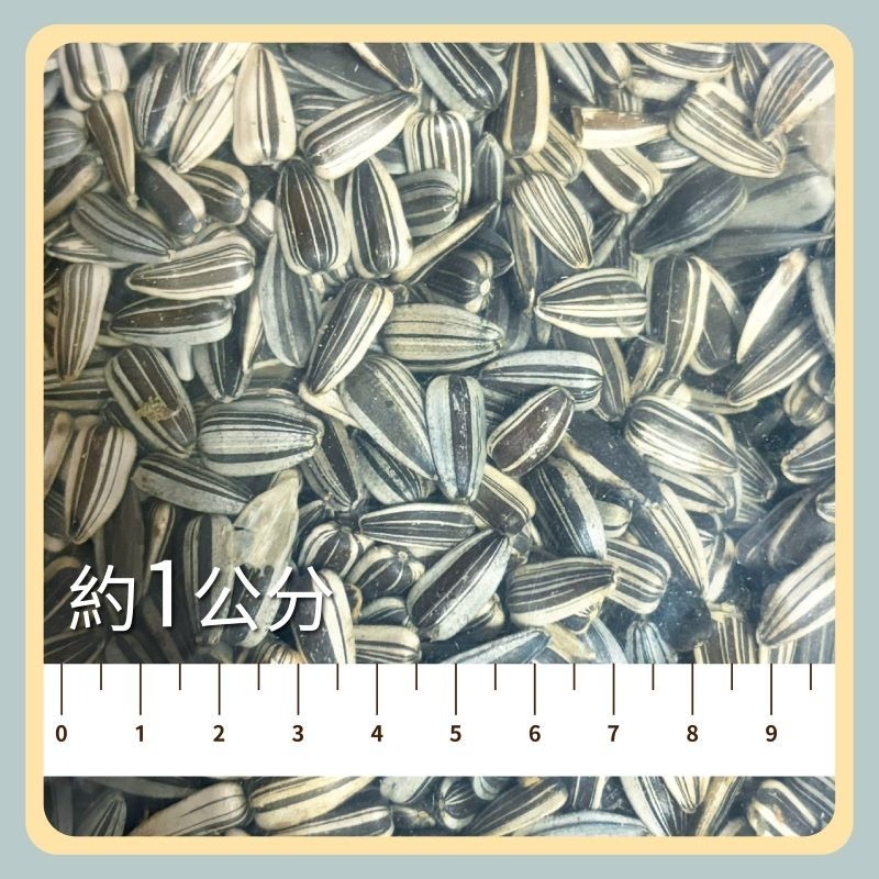 小粒葵瓜子