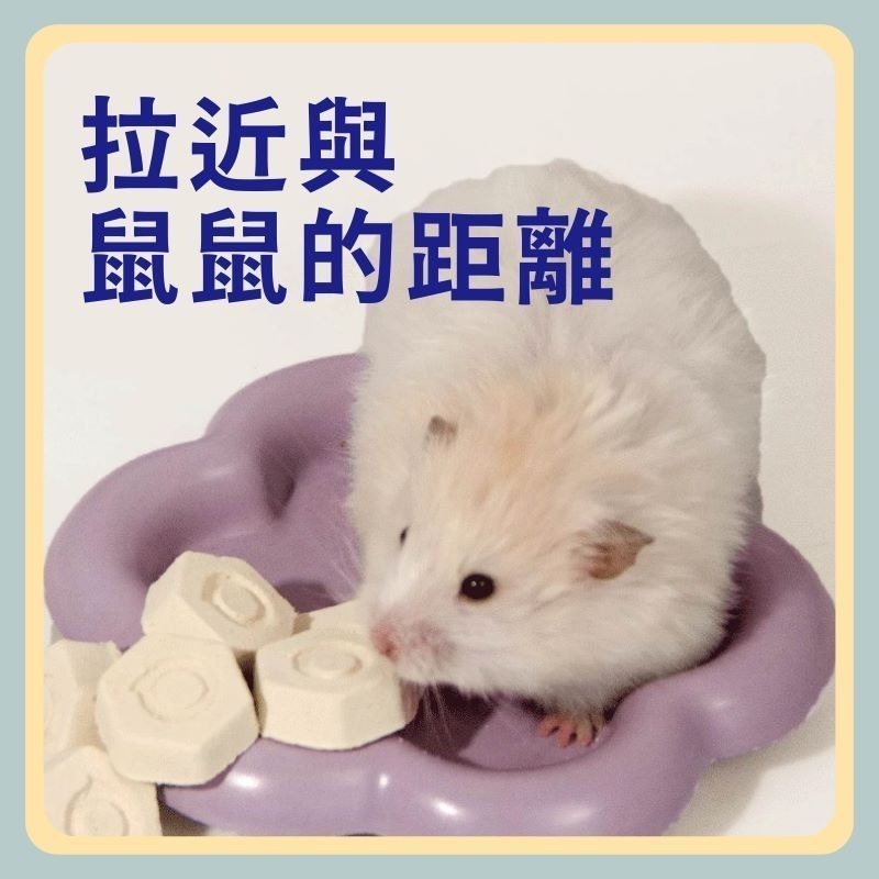 〃DEER NIU〃羊奶豆腐 倉鼠零食 點心 大塊豆腐 黃金鼠 三線鼠-細節圖4