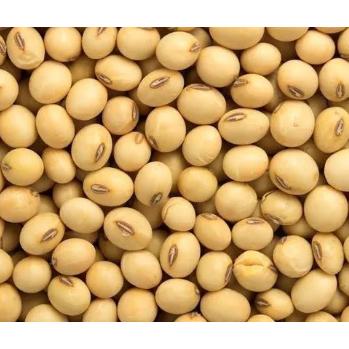 600g 1斤 黃豆 加拿大黃豆 非基因改造 DG黃豆 豆漿 黃豆粉 五穀雜糧-細節圖2