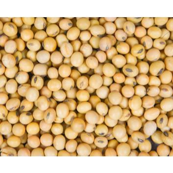 600g 1斤 黃豆 加拿大黃豆 非基因改造 DG黃豆 豆漿 黃豆粉 五穀雜糧-細節圖3