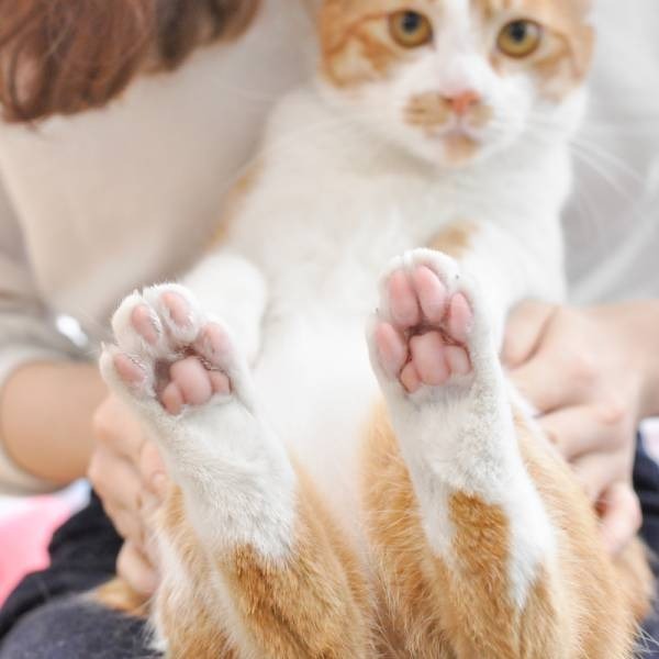 貓奴小舖Maonu Shop🐈 ParkCat 安心剃 美掌機 四合一剃毛器 剃毛 腳底毛 貓 狗-細節圖4