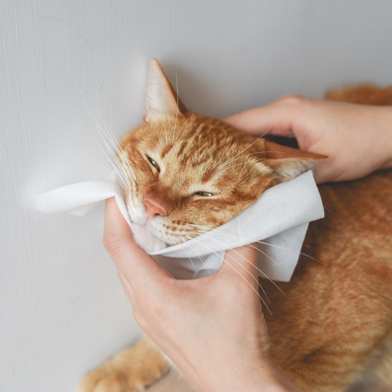 貓奴小舖Maonu Shop🐈 ParkCat 超厚水嫩巾 天然抑菌寵物濕紙巾 乾洗澡 貓 狗 50抽-細節圖6