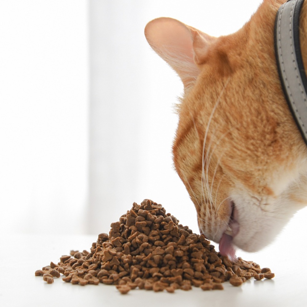 貓奴小舖Maonu Shop🐈 ParkCat 無敵貓糧 鮮雞蜂王乳 貓飼料 飼料推薦 貓主食-細節圖7