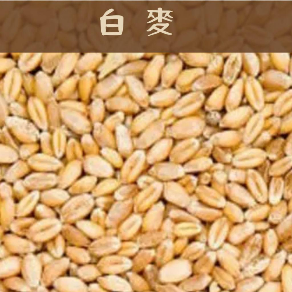 ✨榖榖✨ 白麥 紅麥 五穀雜糧-細節圖2
