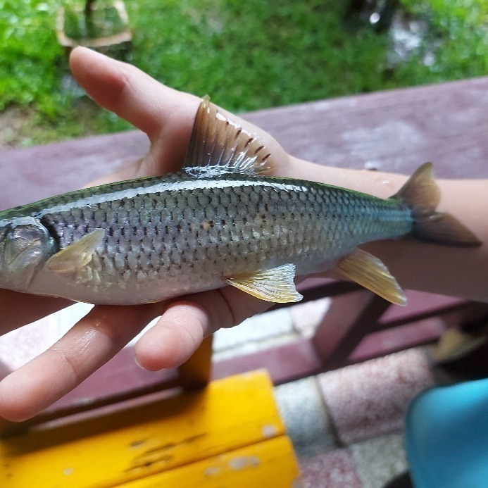 【附發票】癡情苦花餌（釣魚餌不能食用）冷凍店到店 運送產地台灣 苦花霞面石賓紅貓溪哥竹篙頭馬口魚一支花鯽魚捲仔鯉魚吳郭魚-細節圖3