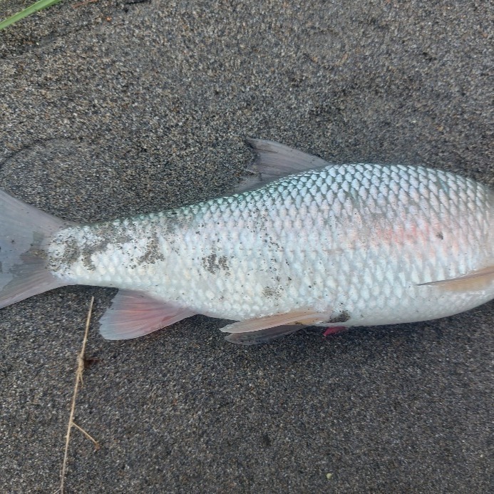 【附發票】癡情苦花餌（釣魚餌不能食用）冷凍店到店 運送產地台灣 苦花霞面石賓紅貓溪哥竹篙頭馬口魚一支花鯽魚捲仔鯉魚吳郭魚-細節圖5