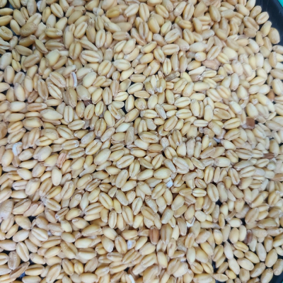 【附發票】小麥600g白小麥3000g生麥粒 養生食品 養身食品