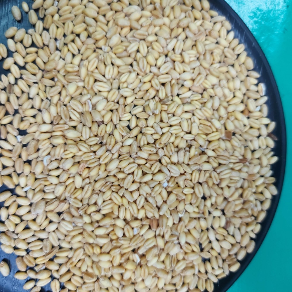 【附發票】小麥600g白小麥3000g生麥粒 養生食品 養身食品-細節圖2