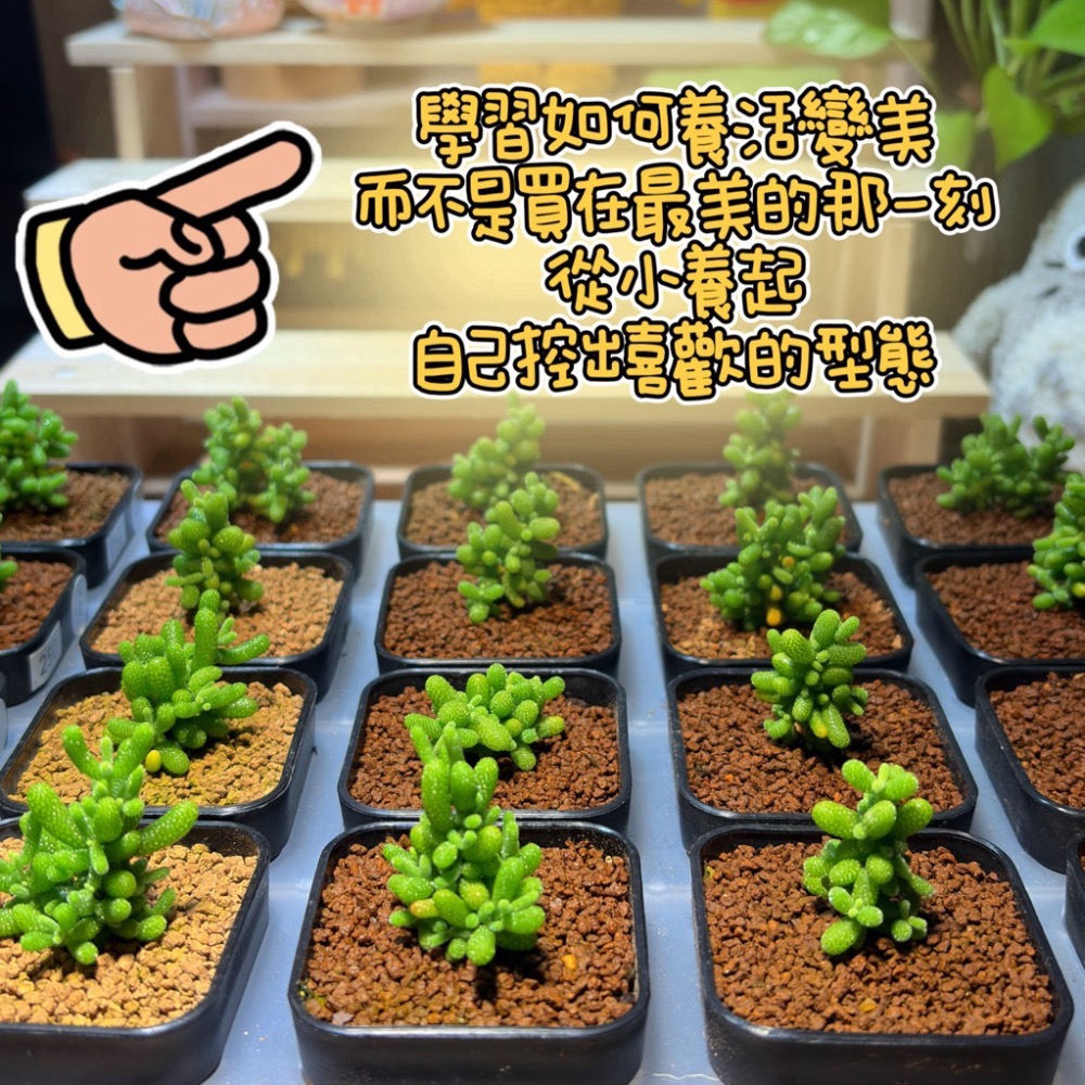 植研植羽🌿枝幹番杏土(1公升）-細節圖2