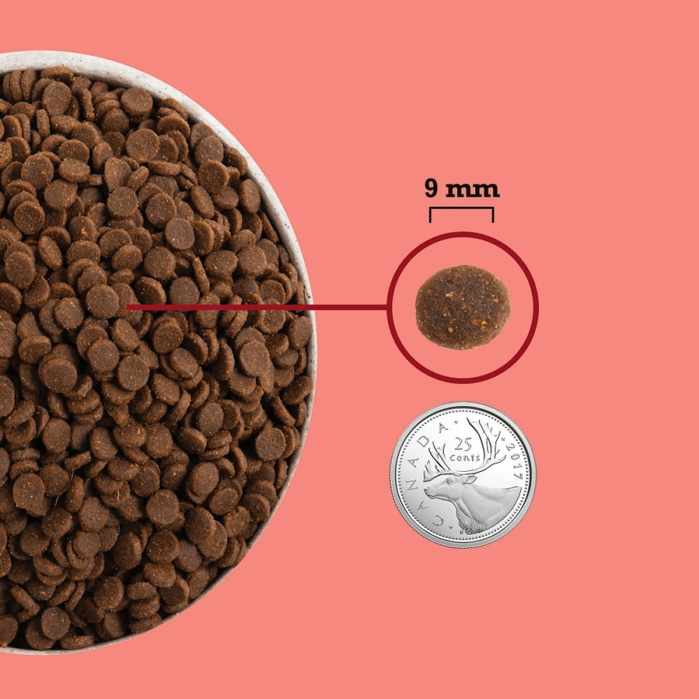 加拿大ACANA愛肯拿-高蛋白室內貓 無穀配方｜雞肉‧鮭魚‧ 鱒魚(管理體態) 1.8KG-細節圖2