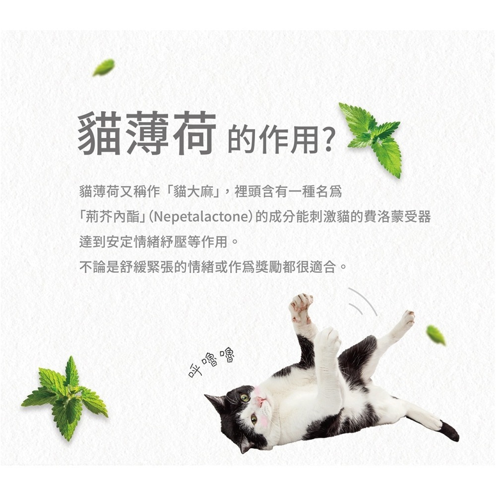 PANTO邦比-強效薄荷貓草-細節圖2