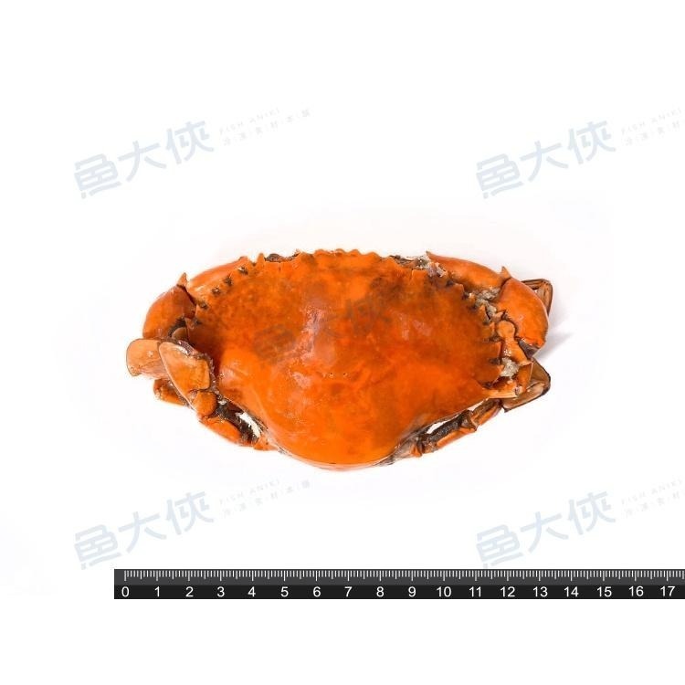 緬甸-熟凍紅蟳蟹(125~150g規格/隻)-1E7B【魚大俠】SP130-細節圖3