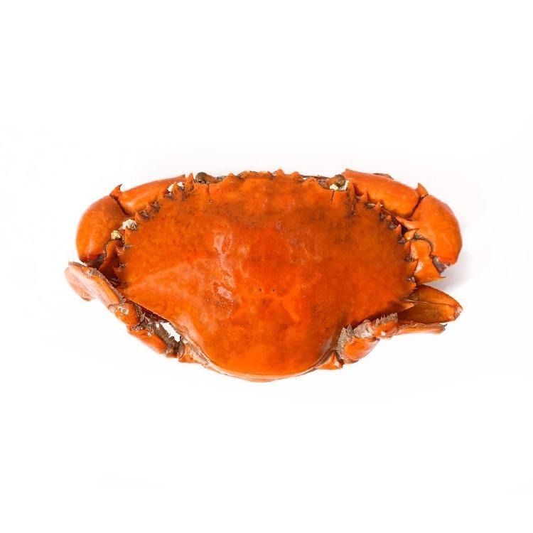 緬甸-熟凍紅蟳蟹(250~300g規格/隻)-1E7B【魚大俠】SP131-細節圖2