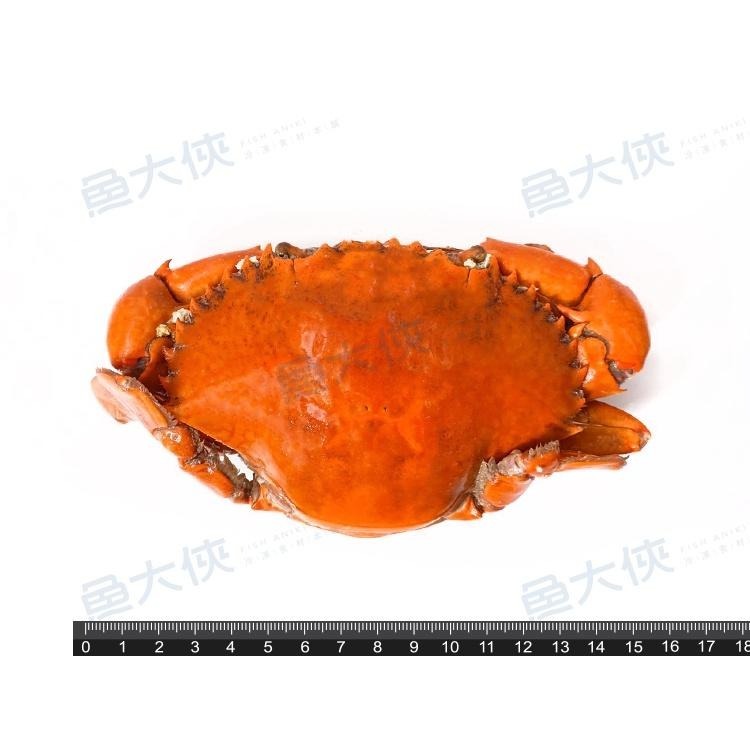 緬甸-熟凍紅蟳蟹(250~300g規格/隻)-1E7B【魚大俠】SP131-細節圖4