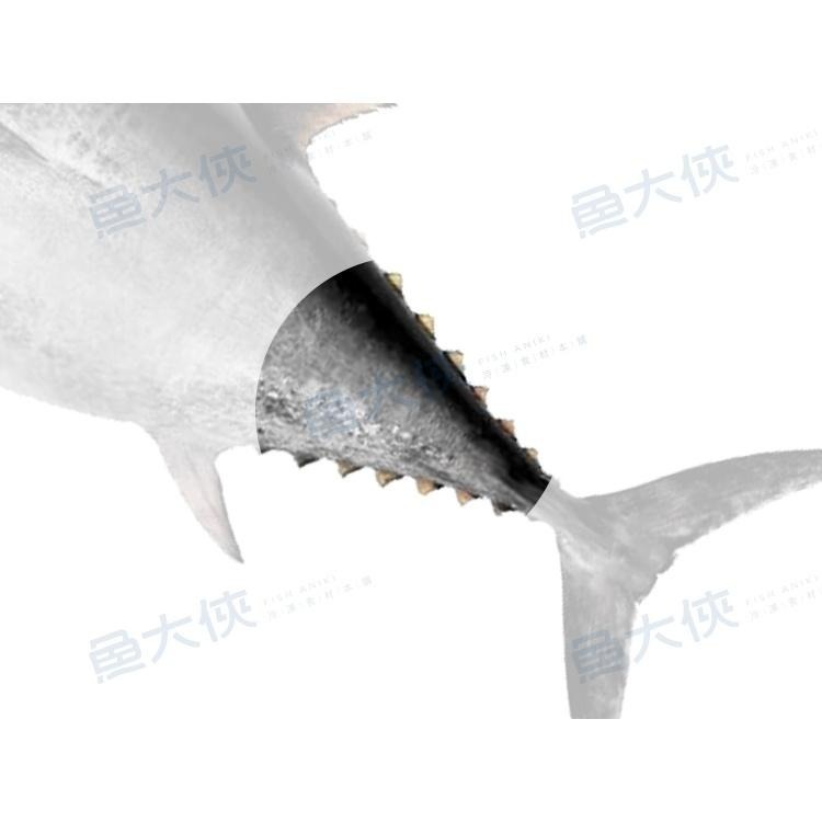 甘旨-生凍去骨-鮪魚鳳尾丁(500g/包)#鳳尾丁-2F1B【魚大俠】FH321-細節圖5