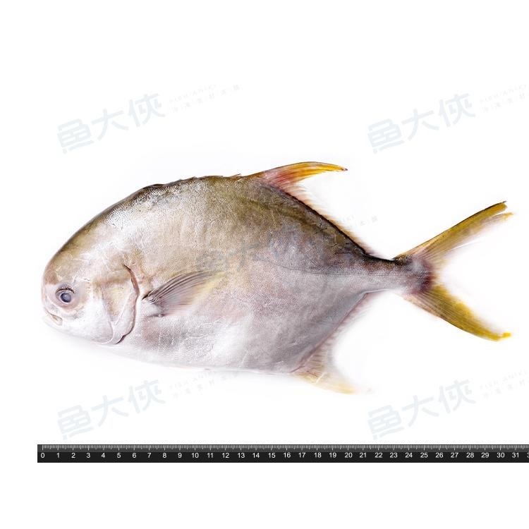 二去-黃金鯧魚(600g/尾)#紅衫-2F4B【魚大俠】FH341-細節圖2