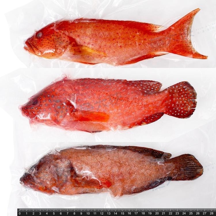 三去-紅條/燕條石斑魚(200~300g/尾)-1E6B【魚大俠】FH318-細節圖3