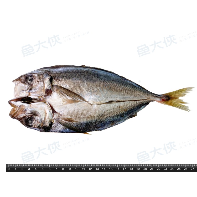 小規格-竹筴魚一夜干(170~200g/尾)#L-1D5B【魚大俠】FH320-細節圖3