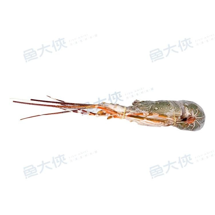 生凍-青殼龍蝦(150~200g/尾)-2D1B【魚大俠】SP099-細節圖3