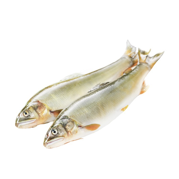 宜蘭-公香魚(920g/10尾/盒)-1A4B【魚大俠】FH225-細節圖2