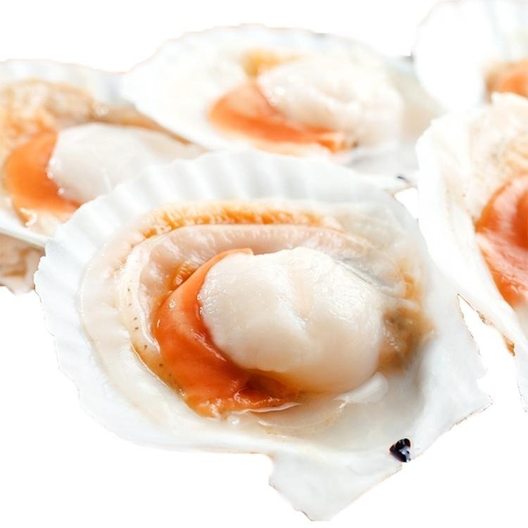 半殼扇貝(8-9cm規格/約6顆/500g/包) #紅皇冠8-9 #包裝易破損-1E3A【魚大俠】BC055-細節圖2