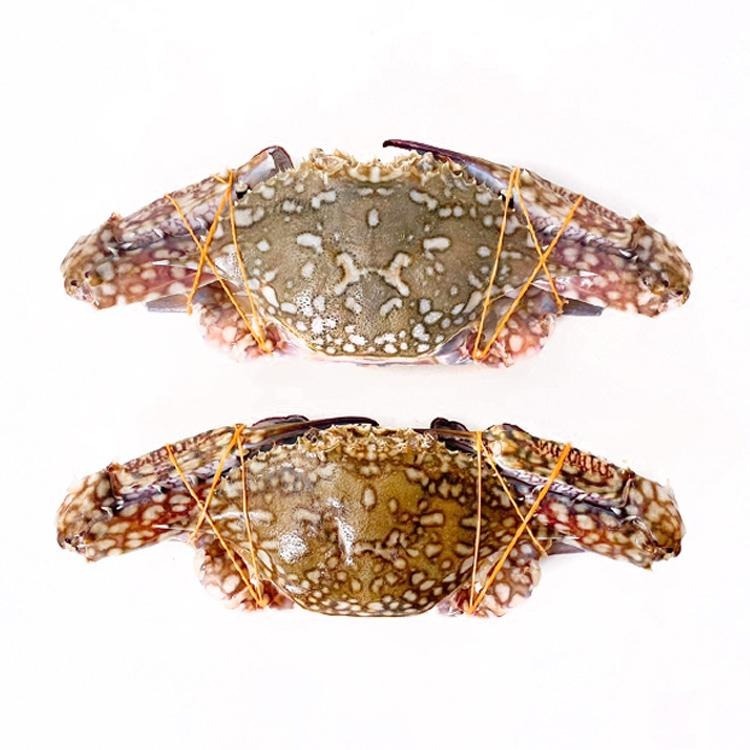 佐渡花蟹/藍蟹(2隻/300g/包)#斯里蘭卡-1J5A【魚大俠】SP094-細節圖2