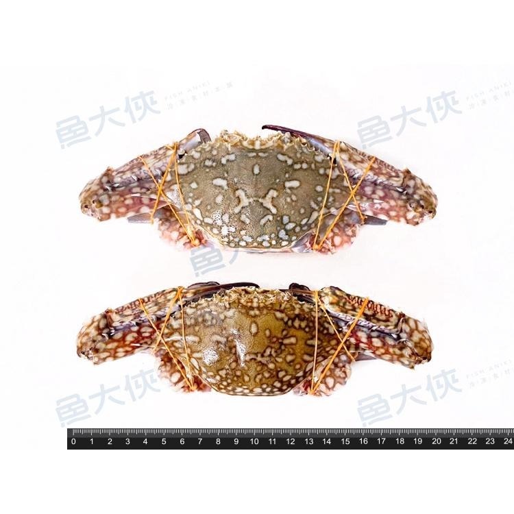 佐渡花蟹/藍蟹(2隻/300g/包)#斯里蘭卡-1J5A【魚大俠】SP094-細節圖3