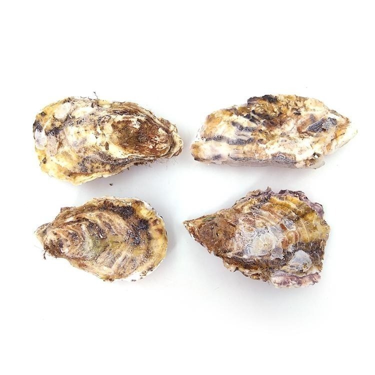 日本-全殼牡蠣(約8~12顆/1kg)-1H3A【魚大俠】BC020-細節圖2