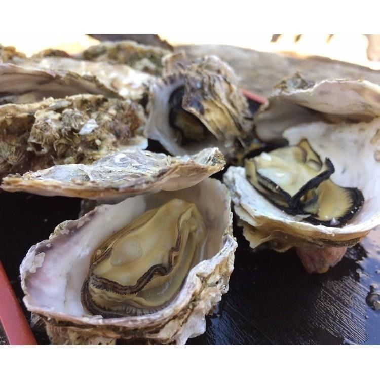 日本-全殼牡蠣(約8~12顆/1kg)-1H3A【魚大俠】BC020-細節圖4