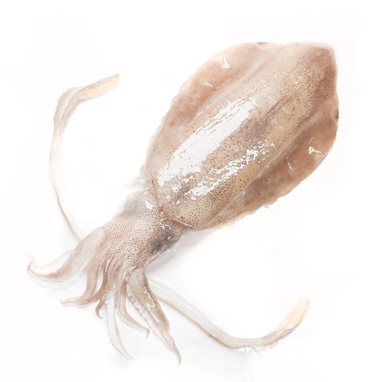 特選菲律賓軟絲(300g/尾)-1C7A【魚大俠】SD010-細節圖2