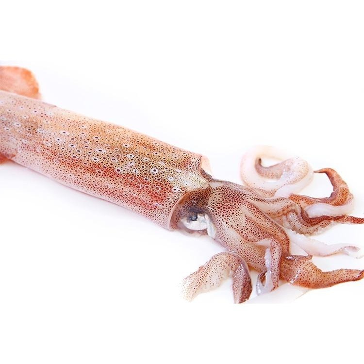 活凍現流級透抽20/25cm規格(約4~6尾/1kg±5%/包)-1C6B【魚大俠】SD006-細節圖2
