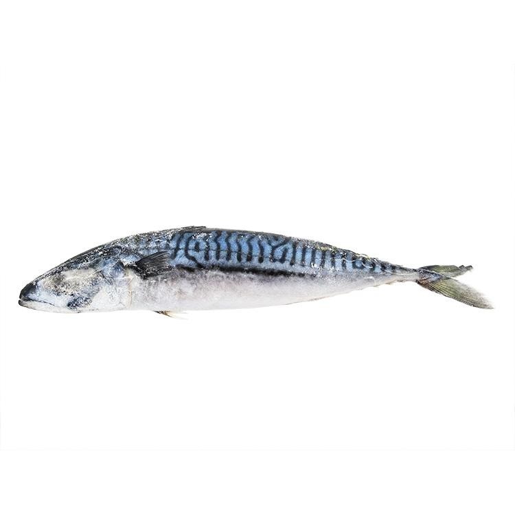 正挪威-鯖魚原料(600g/尾)#未處理-1D1A【魚大俠】FH151-細節圖2