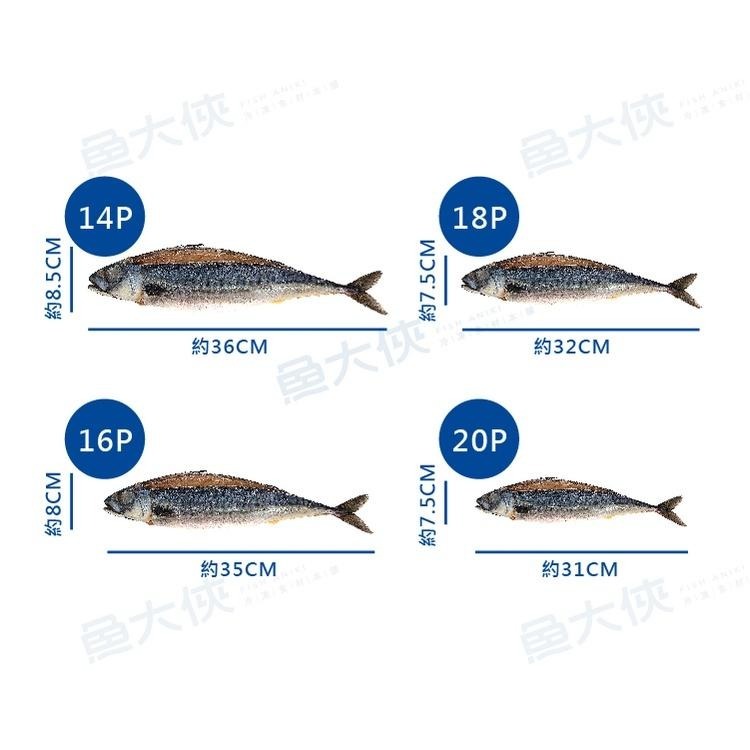 薄鹽漬挪威鯖魚(14尾/6kg/件)#MK14P-1D1A【魚大俠】FH149-細節圖3