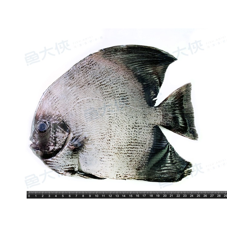 台灣-三去燕鯧魚/富貴魚(500~600g/尾)-2E4A【魚大俠】FH368-細節圖3