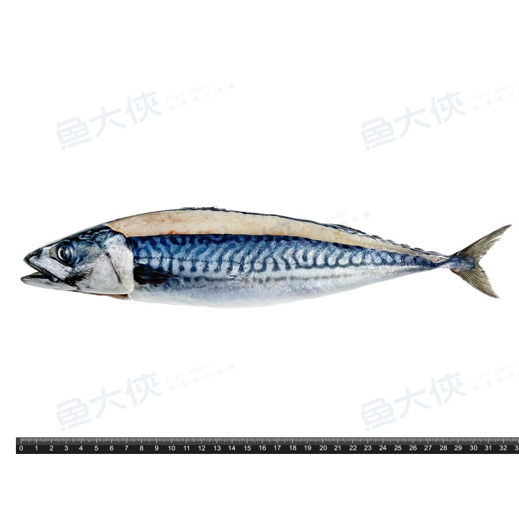 單尾-薄鹽漬挪威鯖魚(300g/尾)-1D1A【魚大俠】FH376-細節圖3