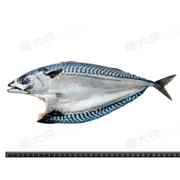 單尾-薄鹽漬挪威鯖魚(300g/尾)-1D1A【魚大俠】FH376-細節圖4